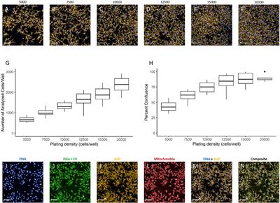 Optimization of Human Neural Progenitor Cells for an Imaging-Based High-Throughput Phenotypic Profiling Assay for Developmental Neurotoxicity Screening